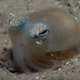 Image for article titled And Now, Another Educational Fact About Eating Squid Sperm